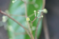 Alseodaphne semecarpifolia